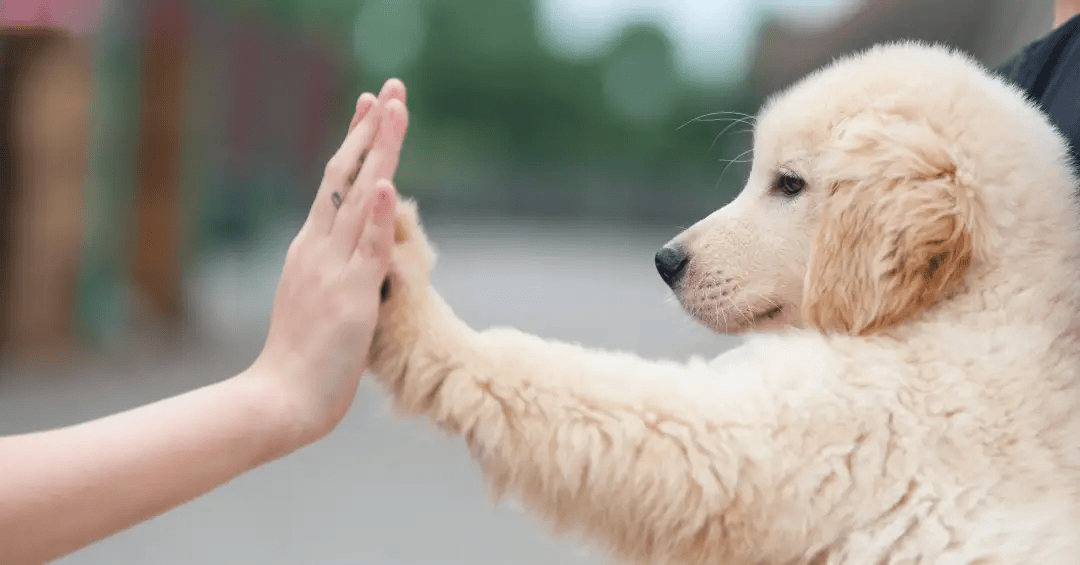 Dica sobre enriquecimento ambiental