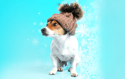 Dica sobre cuidados com pelos