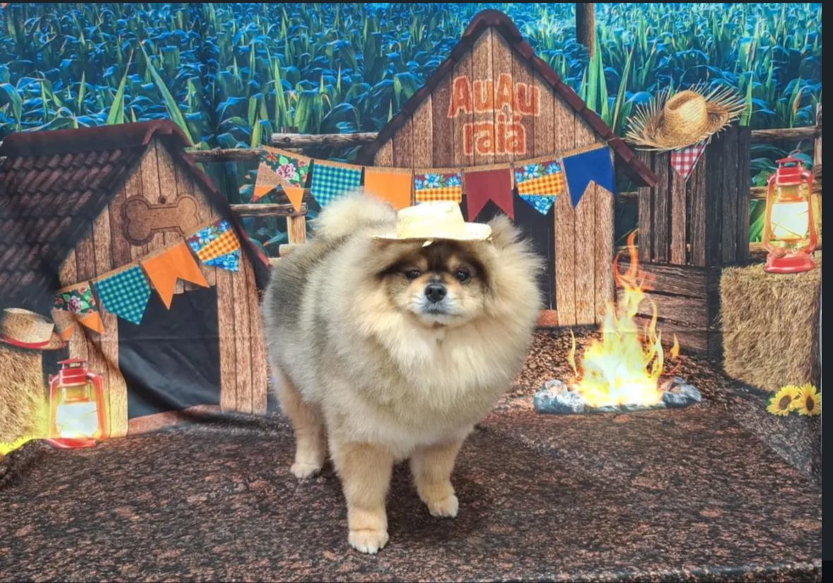 Foto de um pet cliente