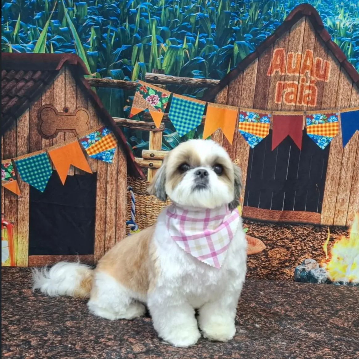 Foto de um pet cliente